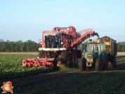 Bieten rooien bij van den Borne aardappelen