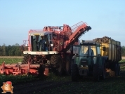 Bieten rooien bij van den Borne aardappelen