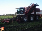 Bieten rooien bij van den Borne aardappelen