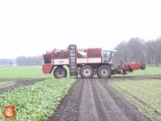 Bieten rooien bij van den Borne aardappelen