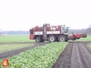 Bieten rooien bij van den Borne aardappelen