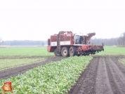 Bieten rooien bij van den Borne aardappelen