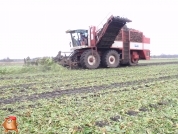 Bieten rooien bij van den Borne aardappelen