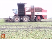 Bieten rooien bij van den Borne aardappelen