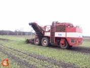 Bieten rooien bij van den Borne aardappelen