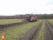 Bieten rooien bij van den Borne aardappelen