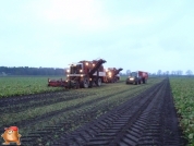 Bieten rooien bij van den Borne aardappelen