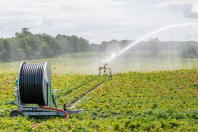 Beregenen bij van den Borne aardappelen