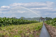 Beregenen bij van den Borne aardappelen