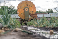 Beregenen bij van den Borne aardappelen