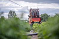 Beregenen bij van den Borne aardappelen