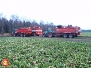 Bieten rooien bij van den Borne aardappelen