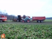 Bieten rooien bij van den Borne aardappelen