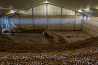 Aardappelbewaring inschuren bij van den Borne aardappelen