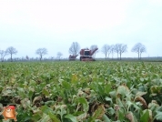 Bieten rooien bij van den Borne aardappelen