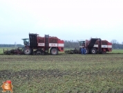 Bieten rooien bij van den Borne aardappelen