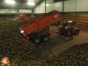 Bieten rooien bij van den Borne aardappelen