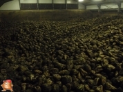 Sugar beets harvest at van den Borne aardappelen