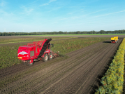 Bieten rooien bij van den Borne aardappelen