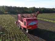 Bieten rooien bij van den Borne aardappelen