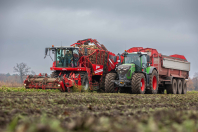 Bieten rooien bij van den Borne aardappelen