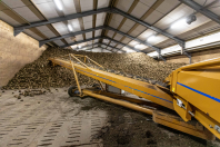 Bieten rooien bij van den Borne aardappelen