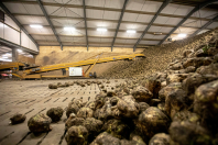 Bieten rooien bij van den Borne aardappelen