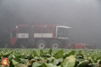 Bieten rooien bij van den Borne aardappelen