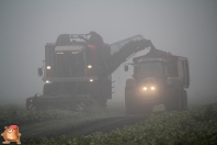 Bieten rooien bij van den Borne aardappelen