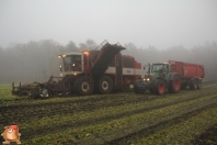 Sugar beets harvest at van den Borne aardappelen