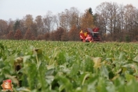 Bieten rooien bij van den Borne aardappelen