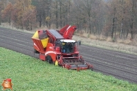 Bieten rooien bij van den Borne aardappelen