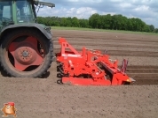 Planting potatoes