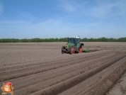 Planting potatoes